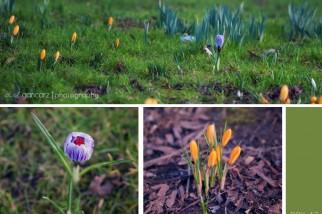 nature photography manchester, cheshire, lancashire